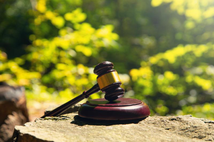 191 Killed in Devastating Cult Disaster (judge gavel forest dreamstime_s_476624076)